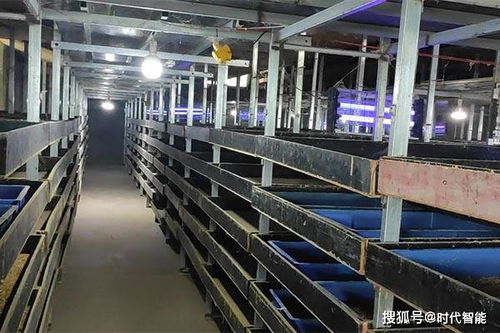 丰优9号蛋白虫养殖 可制作各种美容产品,也可做饲料